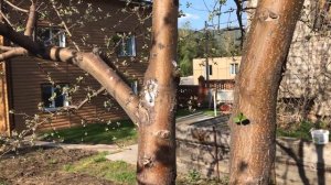 Как избавиться от муравьев. От этой мази ваши садовые ?