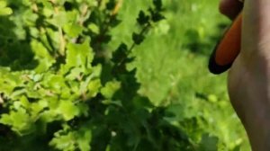 КАК обрезать крыжовник летом на урожай. Обрезка крыжо?