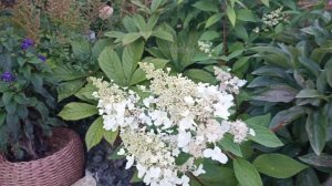 Обзор сада 22 августа