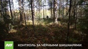 Природнадзор Югры усилит контроль за чёрными шишкарями