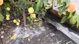 Персик «Харнас». Урожай 2025 года.