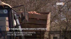 В теплицах начали сажать картофель