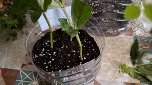 Черенкование почвопокровной розы и буддлеи