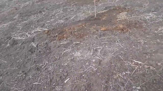 В поле, помогаю с деревьями (Нектарин). Убераем с прист? смотреть онлайн