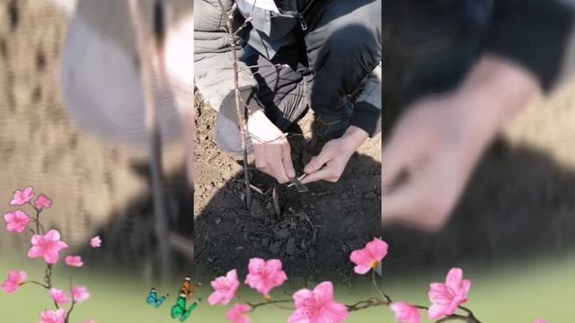 ПРИВИВКА ЯБЛОНИ НА ПОДВОИ,ПРОСТО И ЭЛЕМЕНТАРНО! смотреть онлайн