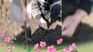 ПРИВИВКА ЯБЛОНИ НА ПОДВОИ,ПРОСТО И ЭЛЕМЕНТАРНО!