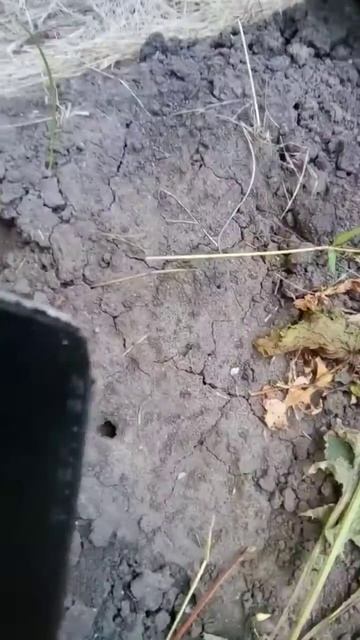 Обзор винограда Летний Королевский смотреть онлайн