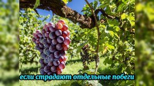 Почему сохнут листья и ягоды винограда в августе — ре?