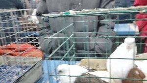 25.01.2025гГолубиный Рай  Садовод ч. 2