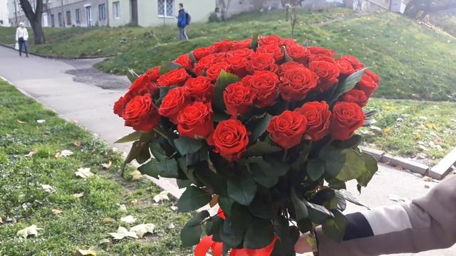 Троянда ель торо смотреть онлайн