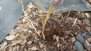 Микориза очень важна для ВАШЕЙ голубики