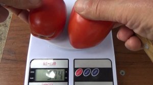 САМЫЙ УРОЖАЙНЫЙ ЖАРОСТОЙКИЙ ТОМАТ (лучшие урожайные с