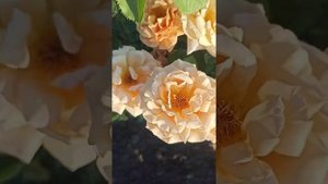 питомник саженцев роз rosebushes.ru