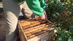 Как объединить обводки пчел осенью перед зимовкой без