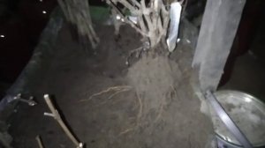 Как сохранить саженцы винограда с корнями зимой?как э?