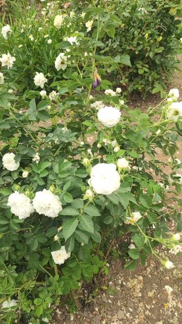 most beautiful rose Blanc Meidiland# красива біла троянда  Бланк Мейян? смотреть онлайн