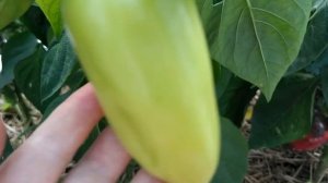 перчик,,Толстый барин,, от семена Алтая. вот что получи?