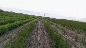 Обзор семенных подвоев черешни, антипки, вишни, дикой ?