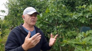 Что нужно для вызревания инжира.