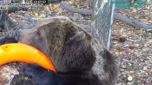 Медведь Мансур - Mansur the Bear (Мансур круг и дерево!!?!)