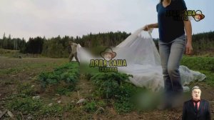 Секреты богатого урожая картофеля на даче