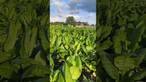 Собираю табак кустом. Переросшая рассада.