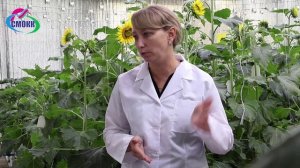 Редакция журнала "МСК" посетила ВНИИМК