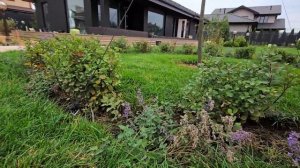 Малоуходный сад. Освещение участка, полив и газон. Лан?