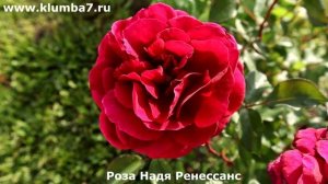 3 Розы Ренессанс: Надя, Бонита, Сандра — Великолепие Кр