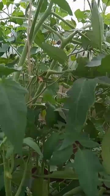 Самый лучший томат в мире 2023 г. !!! Высокоурожайный, сла? смотреть онлайн