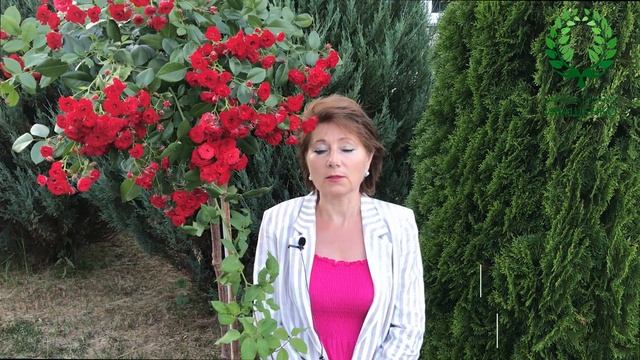 Базальные побеги у роз. Важные моменты в их образовани смотреть онлайн