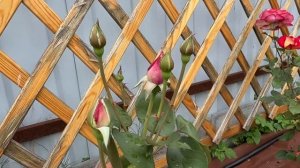 Роза №12 Moonlight/Мунлайт (Лунный свет)