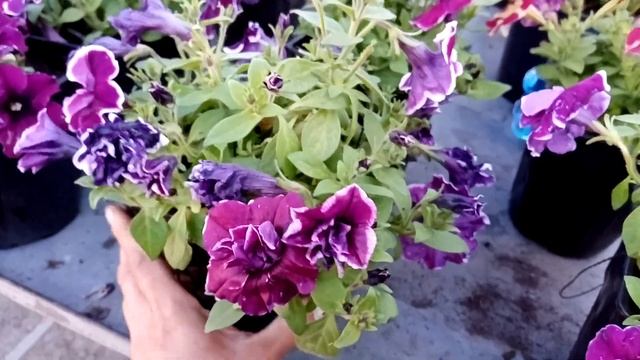 Рассада цветов на продажу! Мысли вслух... смотреть онлайн