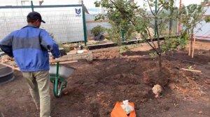 Пересадка яблонь: приподнимаем заглубленные растения