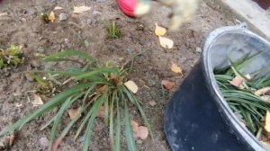 Как правильно выкапывать лиатрисы под зиму.