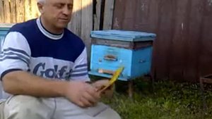 Лечение пчёл от варатоза