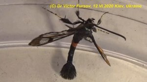 Бабочка Оса? Бабочка Пчела? Бабочка Муха? Кто Это? Смот?