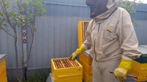 ПЕРЕВЕСТИ ПЧЕЛ НА другой размер рамки МЕТОД.