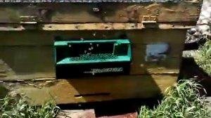 Вывод маток  Сот Никот Пчеловодство