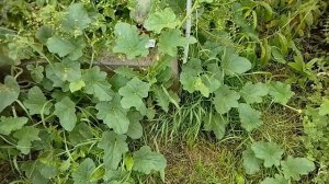 Дыня Раймонд.Тульская обл,2 августа.