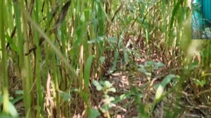 Уборка суданской травы на сено 2025