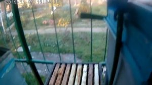 Почему исчезли пчёлы осенью-мысли вслух. Без химии не ?