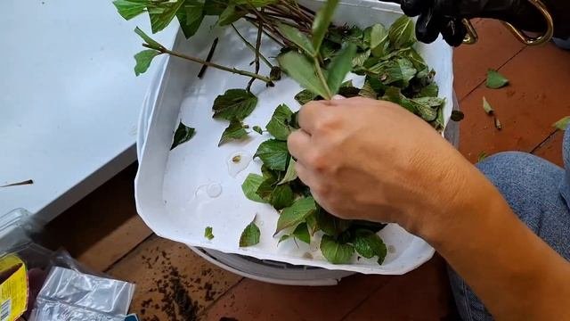 Размножение зелёными черенками  Гортензия Вейгела Дё?