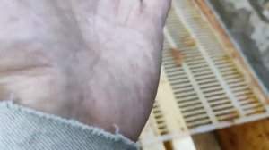 Почему пчёлы не несут мёд в магазины ??? Как правильно у