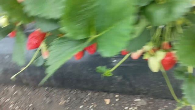 Клубника Альба смотреть онлайн