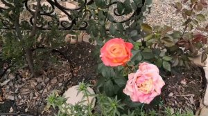 Осенний сад 🍁🏵️🍂