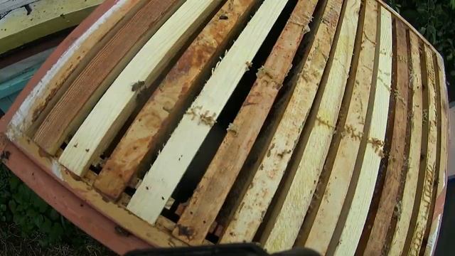 Результаты эксперимента по борьбе с клещами Варроа смотреть онлайн