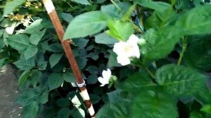 ежевика сорта прайм арк фридом и блек джем, теплица, ка