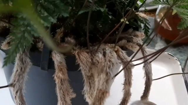 Папоротник ДАВАЛЛИЯ HUMATA , пересаживать или нет ?