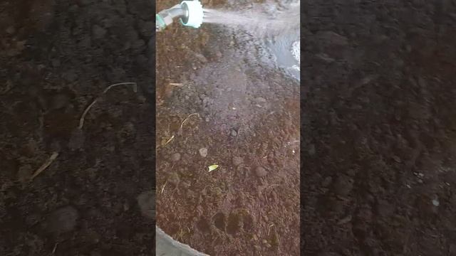 работы в огороде 3 мая🙋♀️🌞🌺🙉🪻 смотреть онлайн